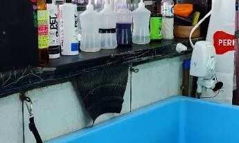 Imagem 7: Passo o ponto Pet Shop em Americana