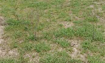 Imagem 2: Fazenda Fazenda / sítio com venda por R$420.000