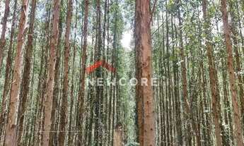 Imagem 5: Sítio em estrada principal do córrego das moças - Feital - Adrianópolis/PR