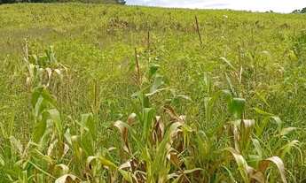 Imagem 6: Ibiúna SP: Terrenos de 1000m² com Muito Verde e Tranquilidade
