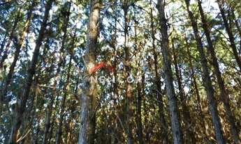 Imagem 6: Sítio em estrada principal do córrego das moças - Feital - Adrianópolis/PR