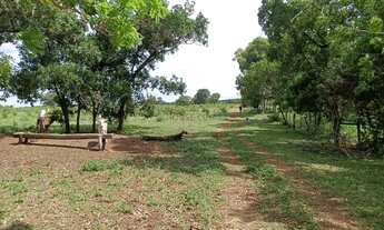 Imagem 5: Fazenda dupla aptidão com 243 hectares na região da terra vermelha 4 km do distr