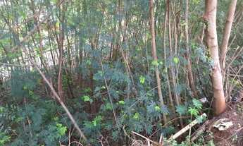 Imagem: Vendo 3 terrenos com 1575m2