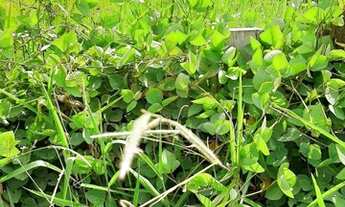 Imagem 3: Terreno - Centro - Monte Mor