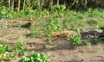 Imagem: Terreno 10x60