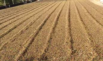 Imagem 6: SÍTIO EM ALBERTINA MG