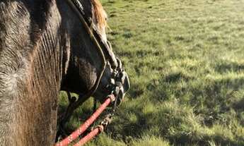Imagem 2: Fazenda no Amajari