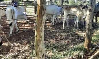 Imagem 7: FAZENDA À VENDA EM GOIATINS - TO - 329,12 HECTARES (PECUÁRIA