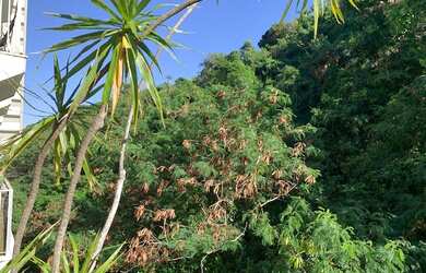 Imagem 13: Excelente apartamento na Lagoa - Epitácio Pessoa, entre a lagoa e o parque, cercado de nat