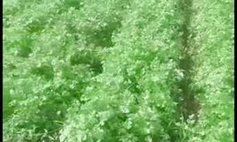 Imagem 4: Vendo Terreno Irrigado