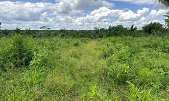 Imagem 4: Fazendinha com 45 hectares