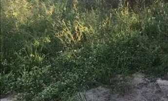 Imagem 2: Vendo terreno Itamaracá forte orange