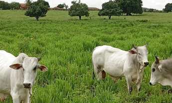 Imagem 4: Venda de excelente fazenda em Manga -MG