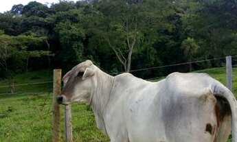 Imagem 4: Chácara 7 alq pego carro camionete