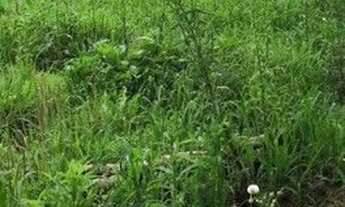 Imagem 4: Terreno à venda, 1500 m² por R$ 1.800.000 - Centro - Itanhaém/SP