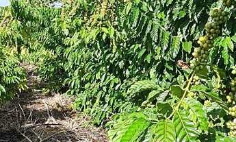 Imagem 6: Sitio de café e pimenta