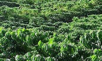 Imagem 4: Sitio de café e pimenta