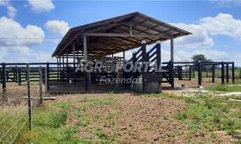 Imagem 8: Fazenda no Pará - Santa Maria - 312 ha (64 alq