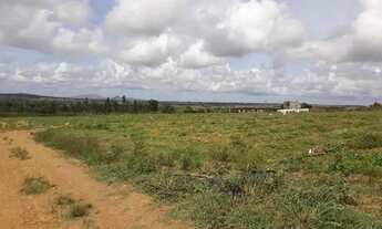 Imagem 5: Vendo Terreno Irrigado