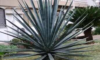 Imagem 4: Lindíssimo apartamento Residencial Damasco