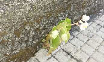 Imagem: Fazemos limpeza de apartamentos pós locados