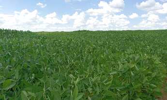 Imagem: Fazenda de arrendamento 2.000 hec em Caiapônia