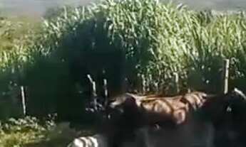 Imagem 5: Sitio 50.000 M²...25 minutos Major Prates/Permuta por imóvel Urbano!!