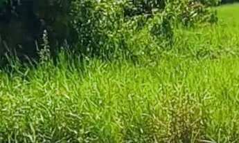 Imagem 2: Vendo terreno em Florestinha