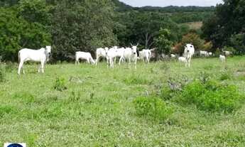 Imagem 3: Fazenda de 61 Alqueires em Palestina de Goiás Dupla Aptidão!