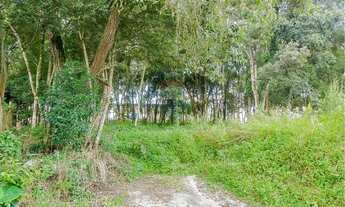 Imagem 6: TERRENO URBANO 2248M SÃO DIMAS - COLOMBO