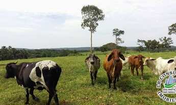 Imagem 5: Fazenda Campos Lindos