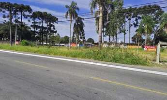 Imagem 3: ÁREA EM PINHAIS