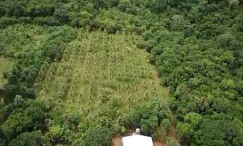 Imagem 3: SÍTIO COM 100HECTARES COM ÁRVORES FRUTÍFERAS E MUITO MAIS