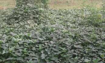 Imagem 3: Sítio zona rural de Poconé