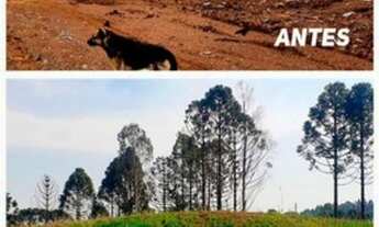 Imagem 5: Grama Líquida ?VERDETEC ?