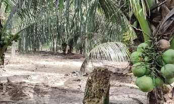 Imagem 7: Vende uma excelente fazenda com pés de coco