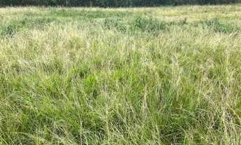 Imagem 3: Lote/terreno à venda em Marau