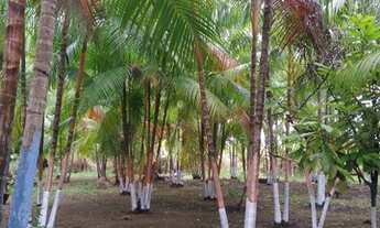 Imagem 5: Oportunidade!! Chácara frutífera produzindo