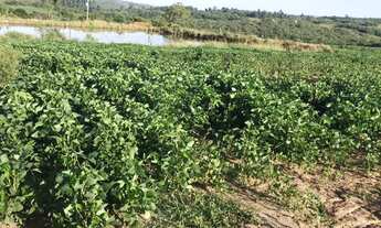 Imagem 6: Lote/terreno à venda em Encruzilhada Do Sul