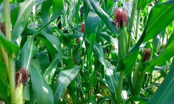 Imagem 4: Vende-se Linda Chácara, Ponte Alta Sul, Região do Gama, 20.000 metros