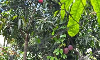 Imagem 3: Casa semi acabada Mantiqueira