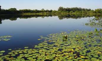 Imagem 5: Fazenda a venda margem ao Rio São Francisco 22 alqueires