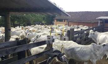 Imagem: FAZENDA PEROBAS POTENCIAL AGROPECUÁRIO