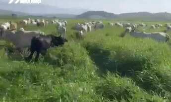 Imagem 6: Vende-se excelente Fazenda no município de Presidente Kennedy - ES