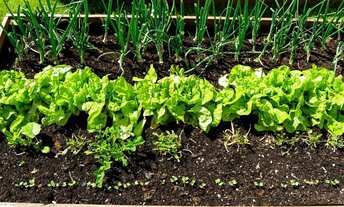 Imagem 4: LOTE EM CONDOMÍNIO DE CHÁCARAS - Bonfinopolis/Leopoldo de Bulhões