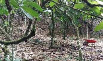 Imagem 3: Roça de cacau Fazenda / sítio com venda por R$85.000