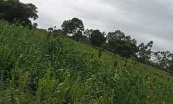 Imagem 6: Sitio em cassia m.g 2 alqueires 450.000.00