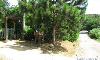 Imagem 2: AREA - LARANJA AZEDA - SP