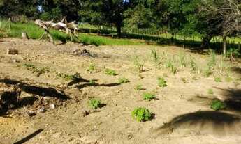 Imagem 2: Chácara em Pedro palácio Ibiraçu