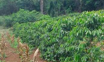 Imagem 3: Chácara à venda, 2.5 alqueires mecanizados, localizada no município de Corumbataí do Sul
